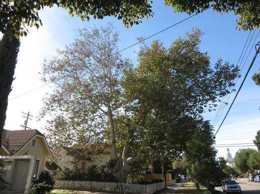 Sycamores on Caligornia Avenue