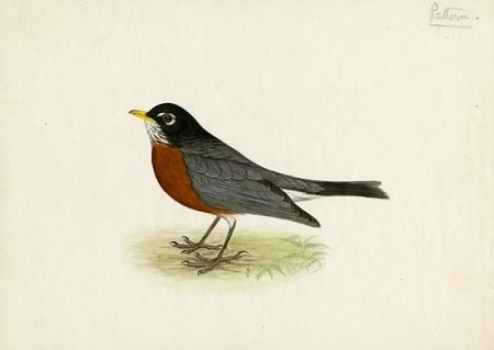 Robert Ridgway bird